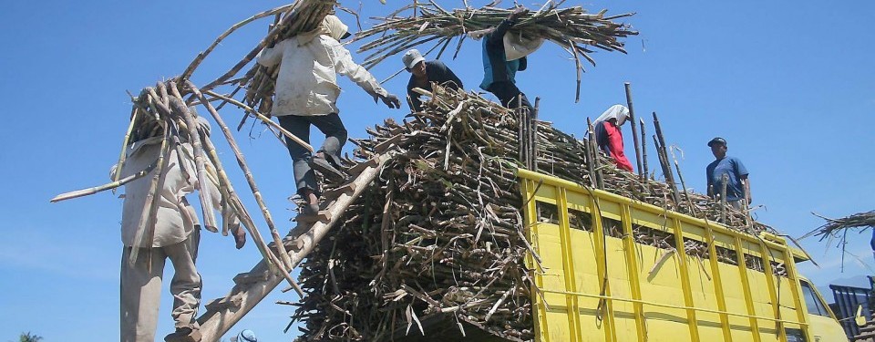 Limbah tebu, salah satu bahan biodiesel