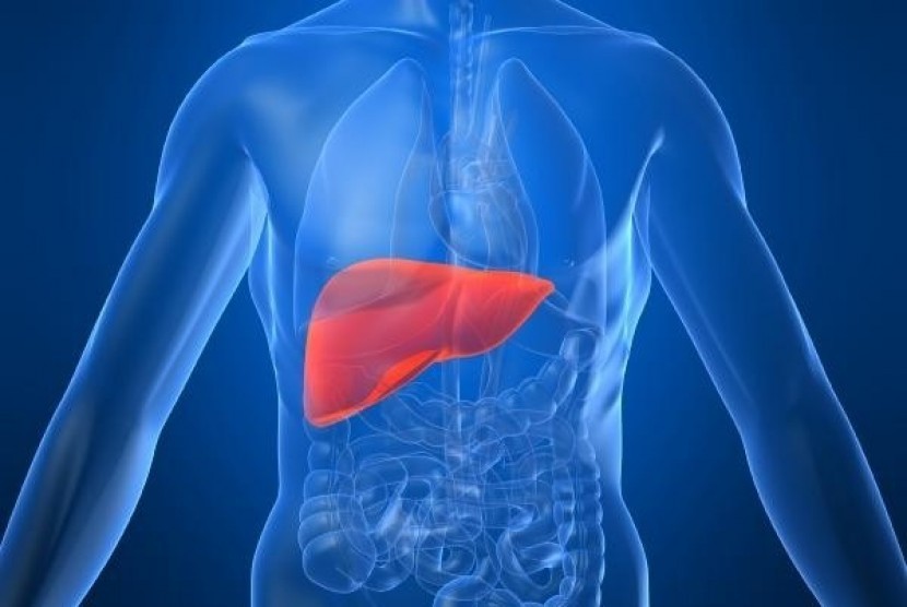  Hati atau liver adalah salah satu organ penting dalam tubuh manusia.  (ilustrasi)
