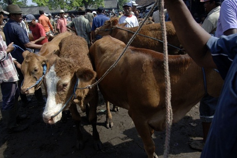 Livestock for Eid al Adha in Ngajuk, East Java (illustration)  