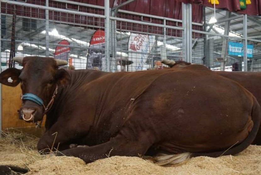 Livestock Pavilion menampilkan sapi dan kerbau unggulan dari Australia.