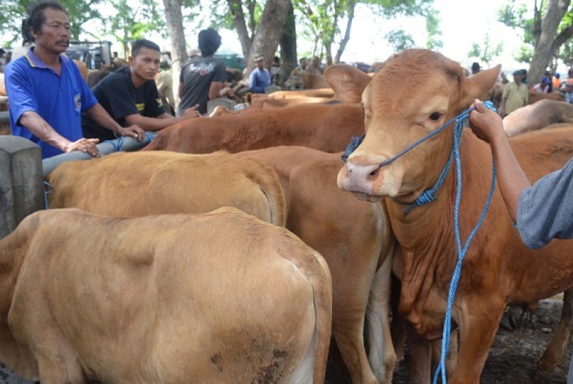 Livestock sale during Eid. (illustration)  