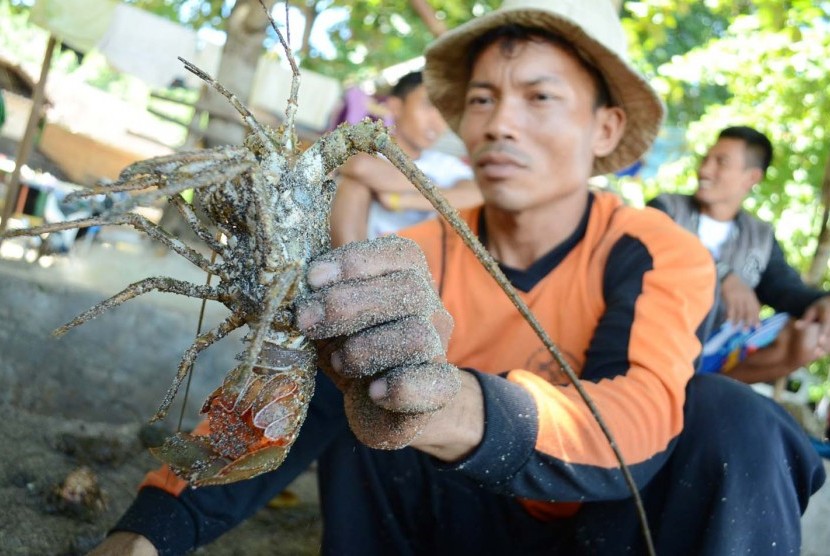 Lobster hasil tangkapan, di Pantai Rancabuaya, Kabupaten Garut, Kamis (24/3). (Republika/Edi Yusuf)