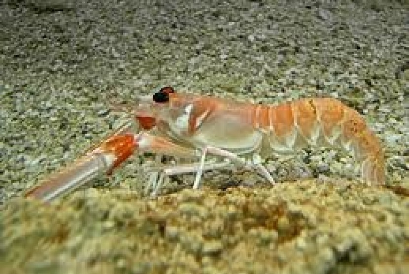 Lobster laut (ilustrasi).