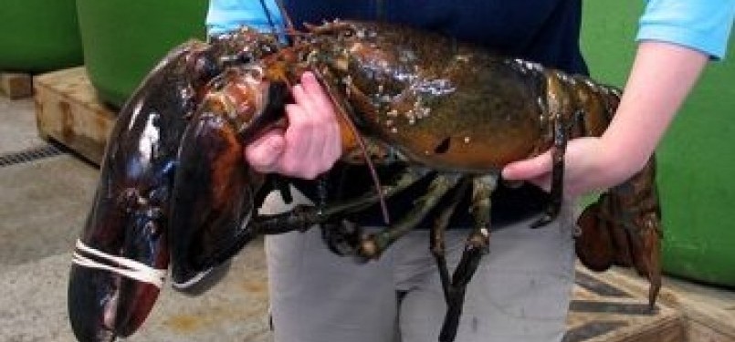 Lobster raksasa 