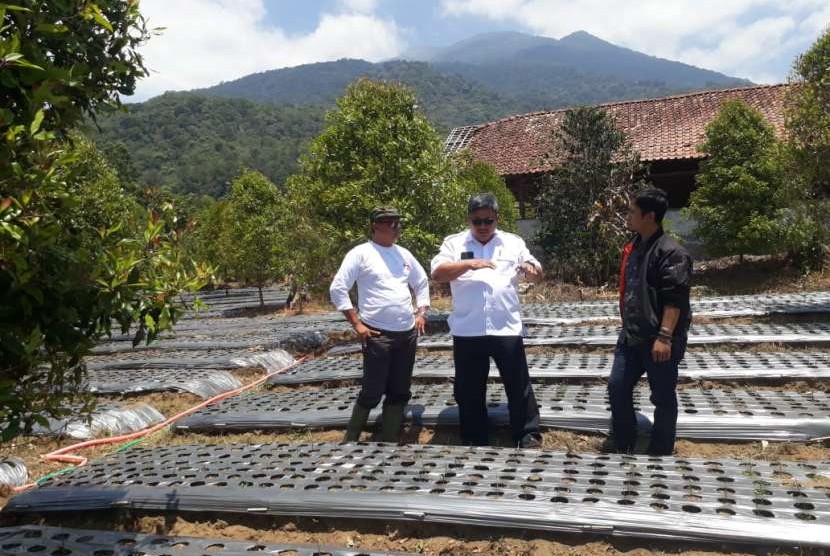 Lokasi pengembangan bawang putih di Banyuwangi, Jawa Timur