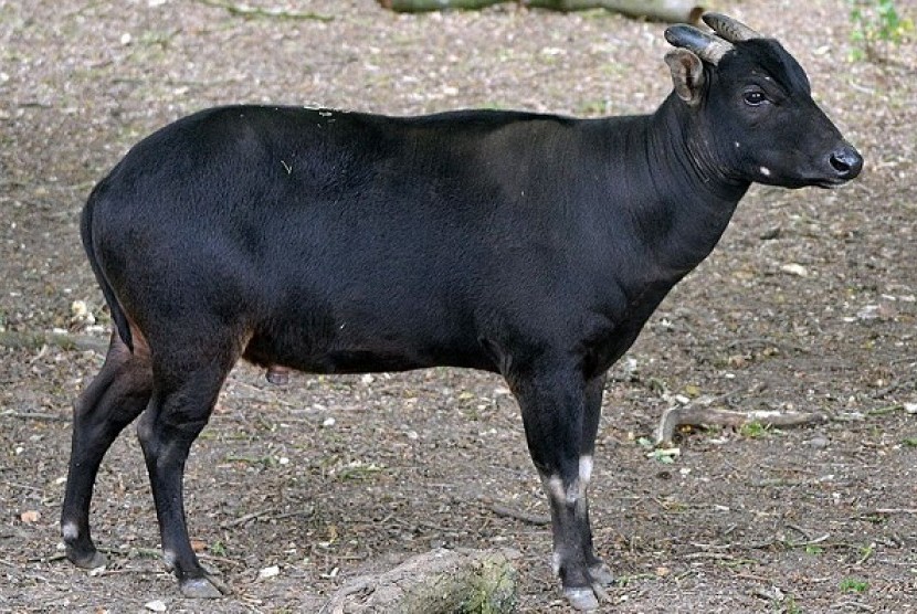 Lowland anoa (illustration)