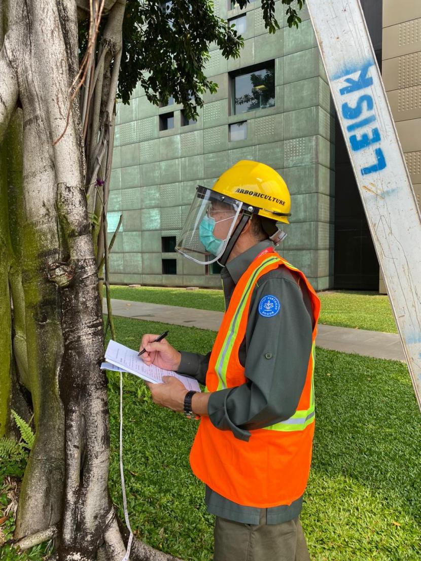 LPPM  IPB University mengadakan pelatihan teknik pemeriksaan pohon di lanskap kota secara daring.