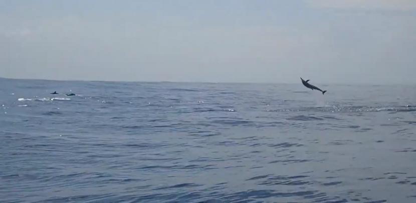 Lumba - lumba berlompatan di perairan Pulau Pieh
