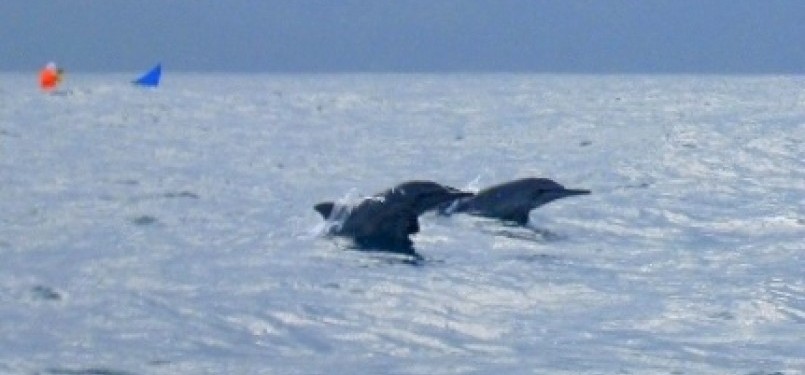 Lumba-lumba di Teluk Kiluan