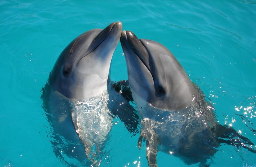 Lumba-lumba  juga menggunakan pola yang sama seperti manusia ketika berkomunikasi dengan anak-anak mereka.
