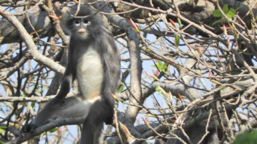 Lutung Popa.