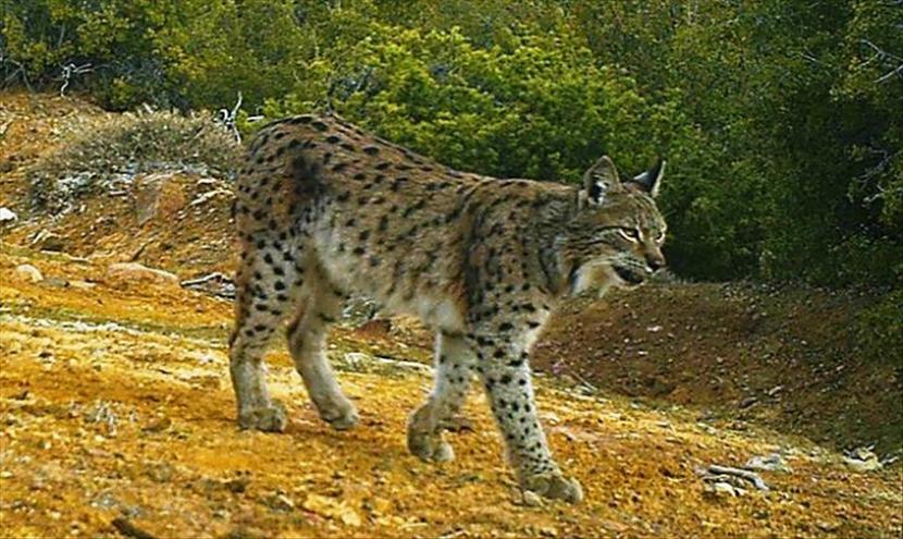 Lynx Eurasia yang difoto kamera perangkap pada Maret 2017 di Turki. Ekosistem tempat spesies kucing liar langka caracal dan lynx Eurasia hidup bersama ditemukan di Anatolia barat.