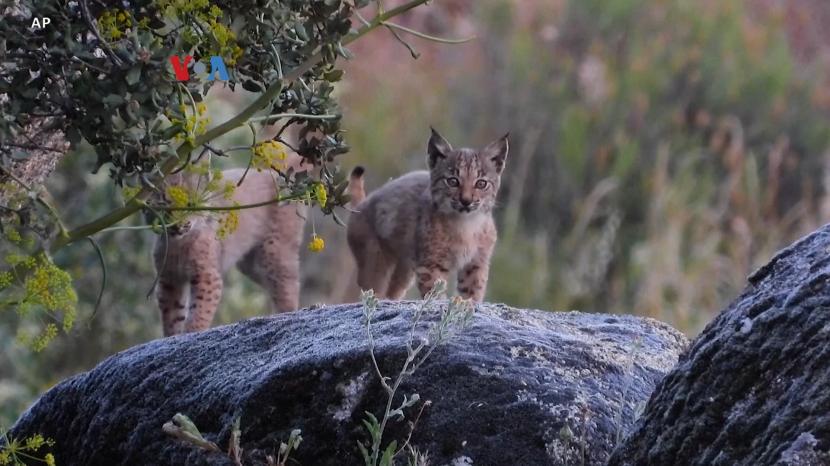 Lynx, satwa langka di Iberia