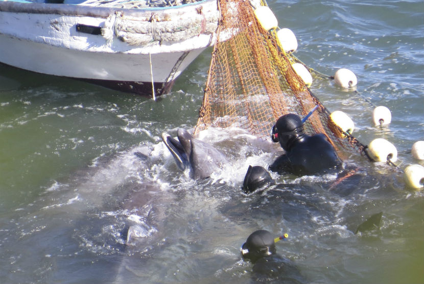  Dalam foto file tanggal 18 Januari 2014,  para nelayan dengan mengenalan pakaian penyelam berusaha menangkap seekor lumba-lumba di Taiji, Jepang.    (AP/Sea Shepherd Conservation Society)