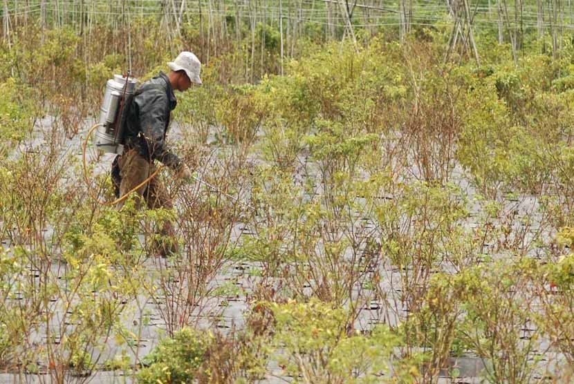 Seorang petani menyemprotkan obat antipenyakit ke tanaman cabe rawitnya di Cibodas, Kecamatan Lembang, Kabupaten Bandung Barat, Selasa (4/2).  (Republika/Edi Yusuf) 