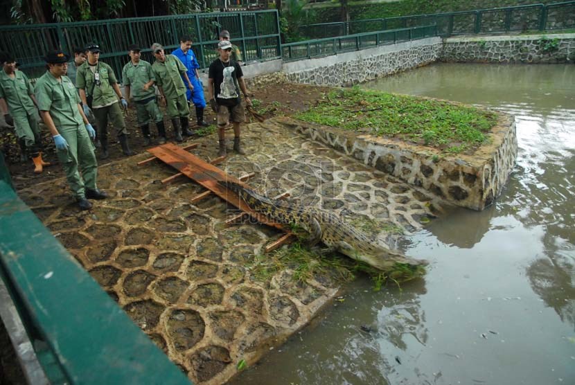  Petugas satwa merelokasi buaya muara (Crocodylus Porosus) dari kandang sementara mereka ke kandang pertunjukan yang telah selesai direnovasi di Taman Margasatwa Ragunan, Jakarta Selatan, Senin (10/2).   (Republika/Rakhmawaty La'lang)