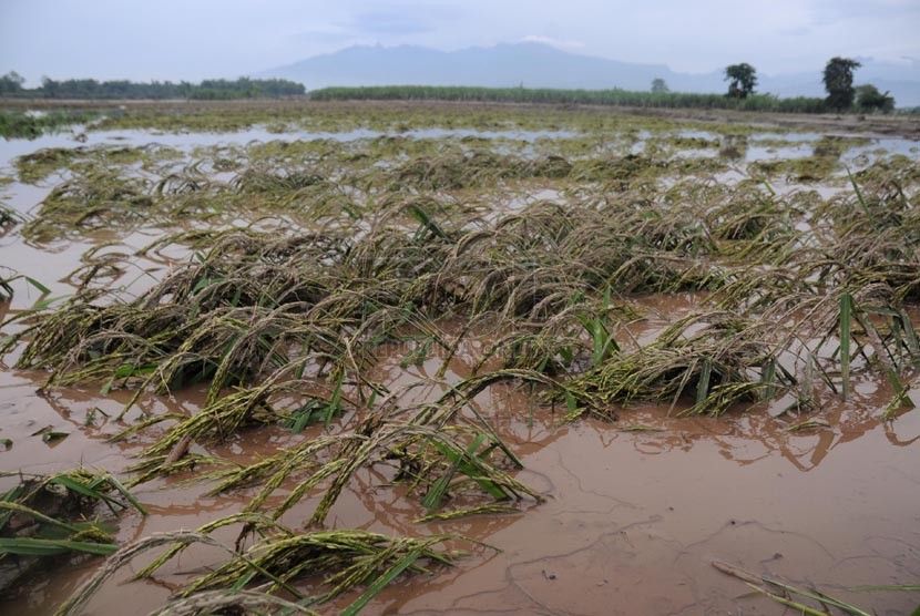 Bantaran sawah rusak parah di Kecamatan Badas, Pare, Kediri, Jawa Timur, Rabu (19/2).  (Republika/Adhi Wicaksono)