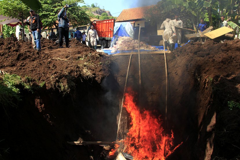  Petugas Balai Karantina Pertanian (BKP) Kelas II Cilegon memusnahkan daging celeng ilegal di Cikuasa, Merak, Banten, Jumat (20/6).   (Antara/Asep Fathulrahman)