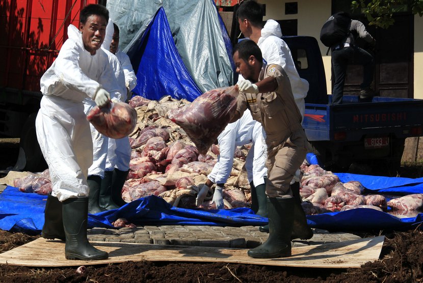Petugas Balai Karantina Pertanian (BKP) Kelas II Cilegon mengangkat daging celeng ilegal untuk dimusnahkan, di Cikuasa, Merak, Banten, Jumat (20/6).   (Antara/Asep Fathulrahman)