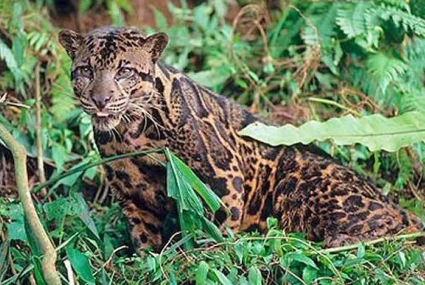 Macan Dahan