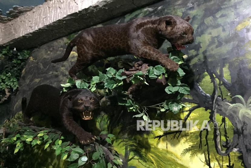 Macan Kumbang Masuk ke Pemukiman Warga di Sumedang, Sejumlah Ayam Hilang
