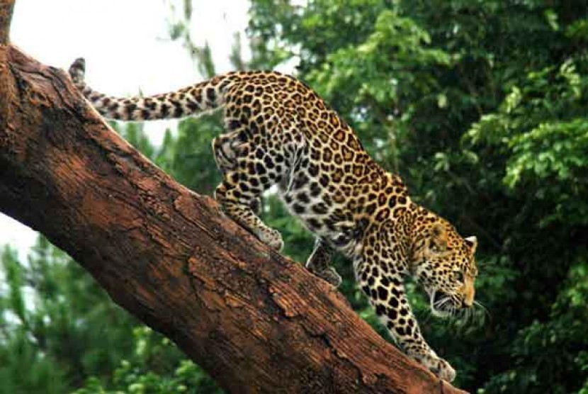 Javan leopard.