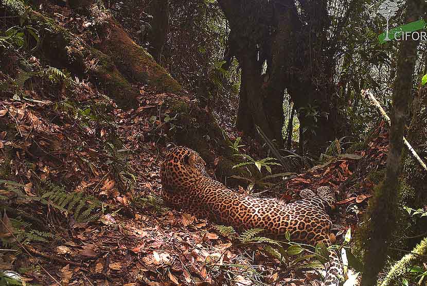 Macan tutul Jawa langka yang terancam punah (Panthera pardus melas) di habitat asli mereka di Taman Nasional Gunung Halimun Salak, Jawa Barat. (foto : CIFOR) (Ilustrasi)