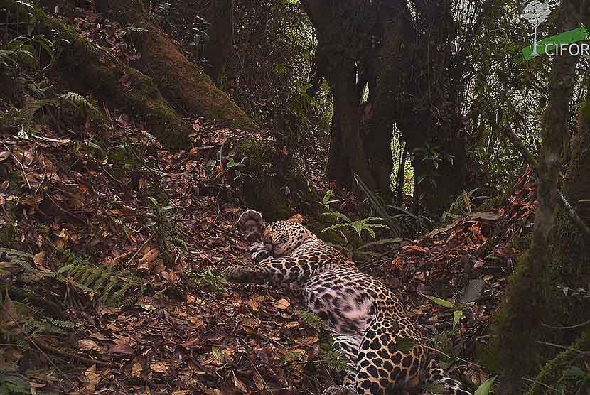  Macan tutul Jawa langka yang terancam punah (Panthera pardus melas) di habitat asli mereka di Taman Nasional Gunung Halimun Salak, Jawa Barat.    (foto : CIFOR)