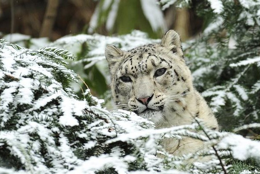 Macan tutul salju 