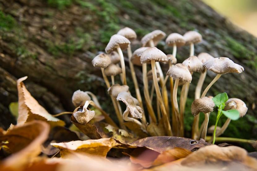 Pemberian 'magic mushroom' menunjukkan penurunan gejala depresi (Foto: Magic Mushroom)