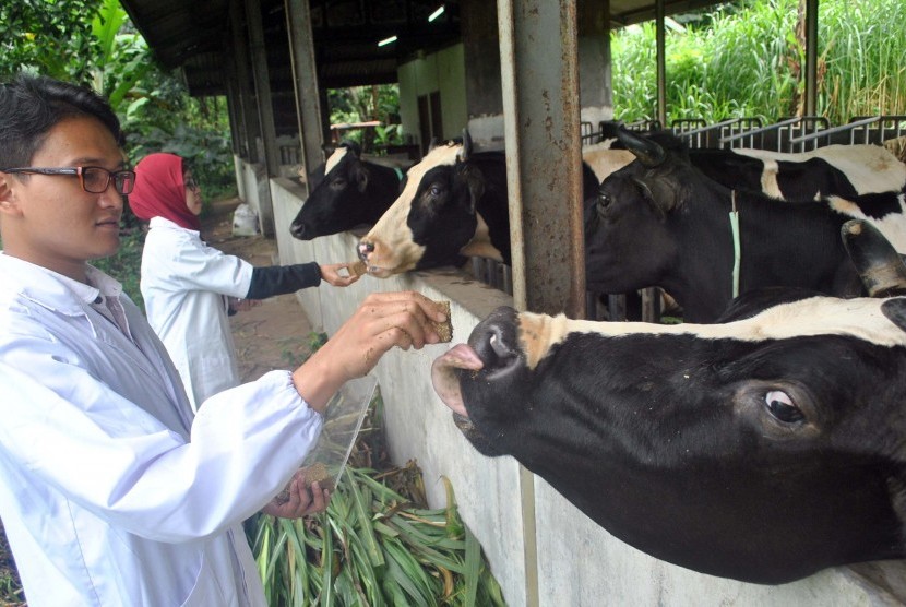 The Nusa Kambangan correctional institute is expected to run the ranch as cow production center with a target of 14 thousand slaughter cows per annum in Central Java. (Illustration)