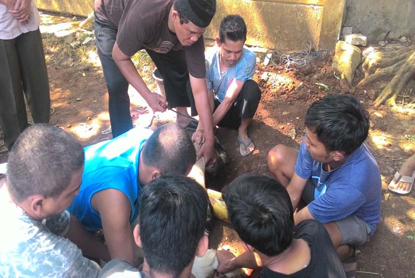 Mahasiswa STEI SEBI dan masyarakat sekitar kampus bekerja sama memotong dan menyalurkan daging  hewan kurban  kepada masyarakat sekitar Parung.