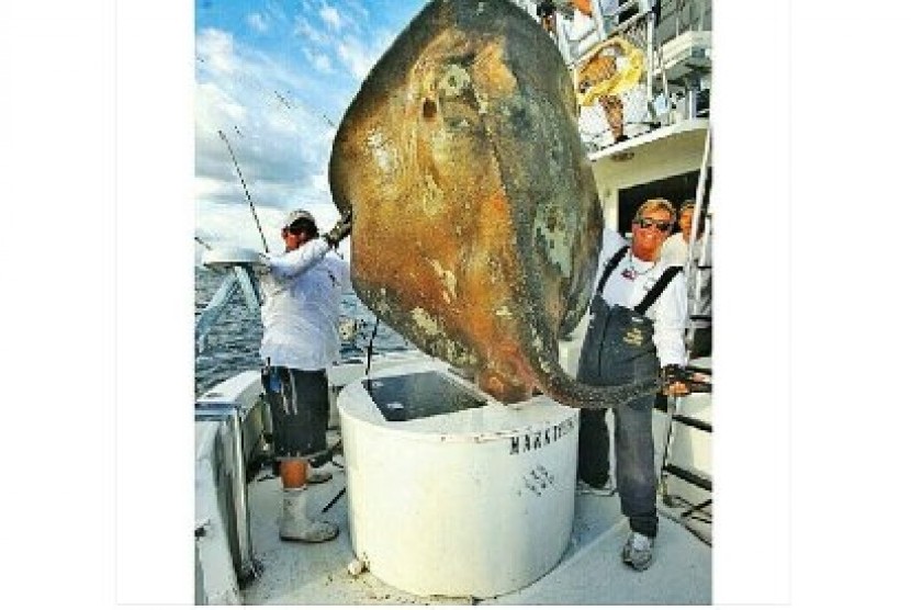 Mahkluk laut mirip pari laut raksasa ditemukan di kawasan laut Pantai Miami..