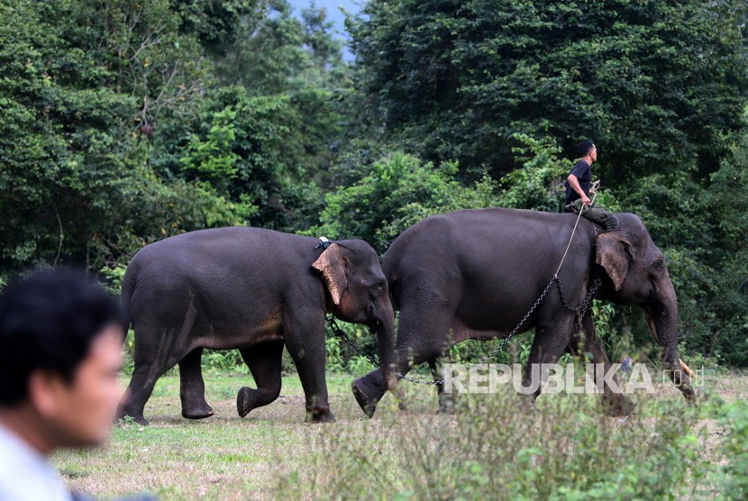 Mahout Balai Konservasi Sumber Daya Alam (BKSDA) Aceh dengan menunggangi gajah jinak menarik gajah liar (kiri) yang diamankan sementara di Pusat Latihan Gajah (PLG) Saree, Aceh Besar, Aceh, Jumat (25/1/2019).