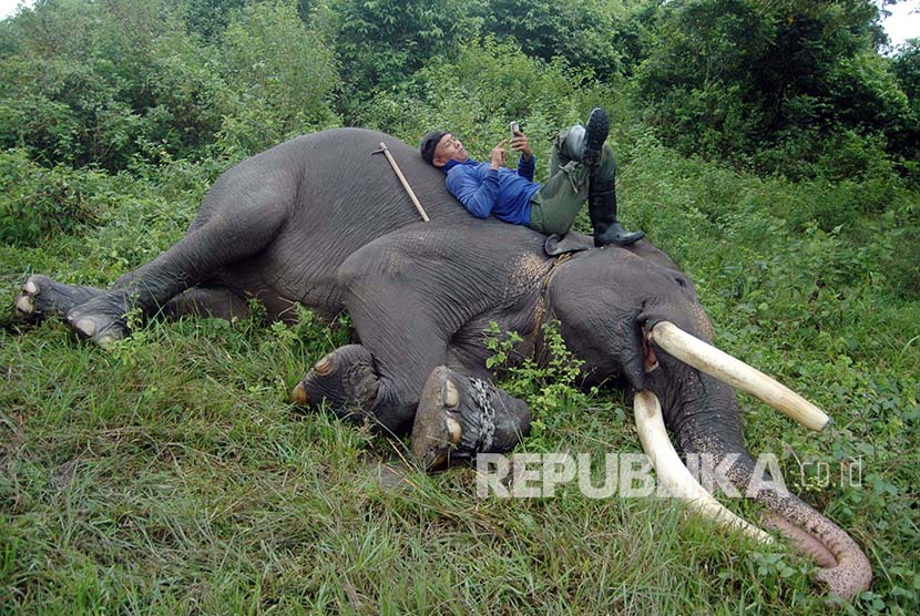 Mahout bersantai tidur-tiduran bersama gajahnya yang juga tergeletak. Untuk melatih mahout-mahout ini PLG mendatangkan instruktur dari Thailand termasuk gajah pelatih sebagai tandem (Ilustrasi)