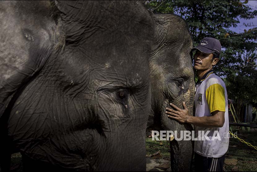 Seekor gajah Sumatera jantan.