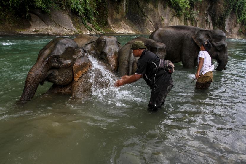 Mahout (pawang) memandikan Gajah Sumatera (Elephas maximus sumatranus) di Kawasan Hutan Wisata Taman Nasional Gunung Leuser (TNGL) Tangkahan, Kabupaten Langkat, Sumatera Utara, Kamis (4/2/2021). Gajah Sumatera terlatih di TNGL Tangkahan dikembangkan sebagai salah satu daya tarik wisata.