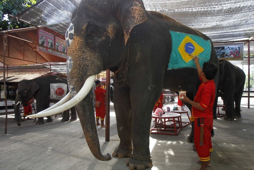 Mahout Thailand di cat bendera nasional Brazil, di provinsi Ayutthaya Thailand 9 Juni 2014. 