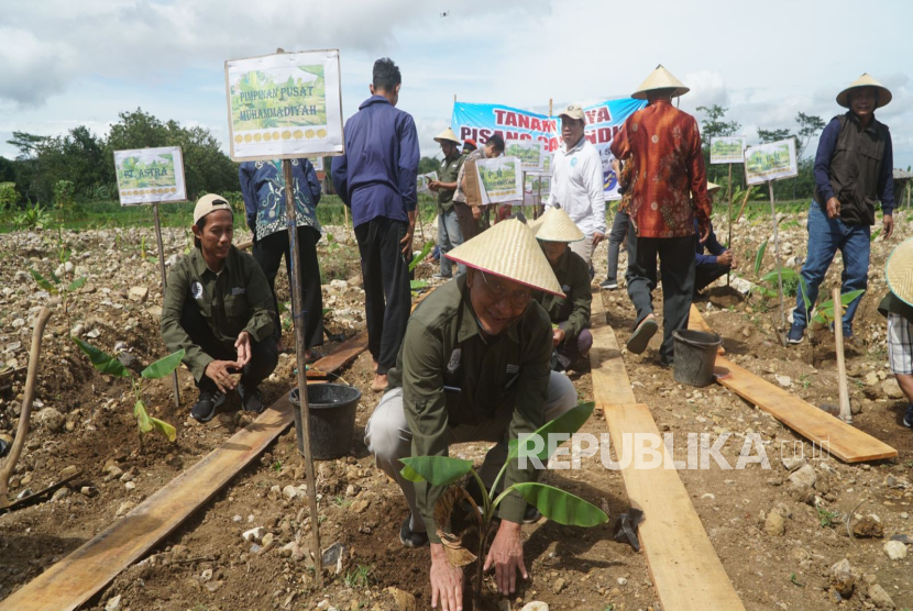 Majelis Pemberdayaan Masyarakat (MPM) Pimpinan Pusat (PP) Muhammadiyah melakukan penanaman 4000 bibit Pisang Cavendish di lahan seluas 5 hektar yang berlokasi di Sragen, Jawa Tengah, Sabtu (30/11/2024).