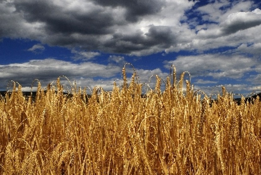 Konflik Rusia-Ukraina telah mengganggu ekspor gandum sehingga mendorong harga komoditas tersebut naik 60 persen di Afrika. Ilustrasi.
