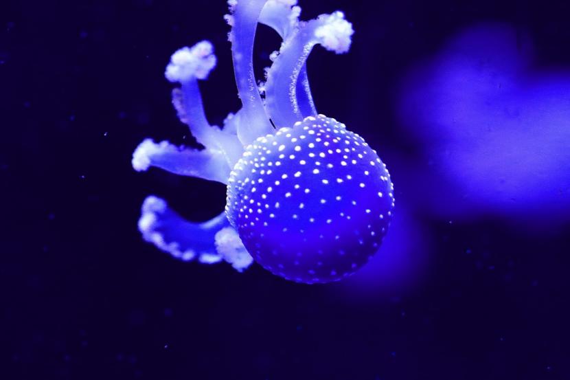 Para peneliti belum bisa memberikan jawaban pasti terkait makhluk laut 'blue goo' (Foto: ilustrasi)