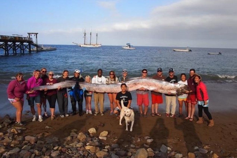 Makhluk laut yang ditemukan penyelam di teluk Santa Catalina Island di lepas Selatan California