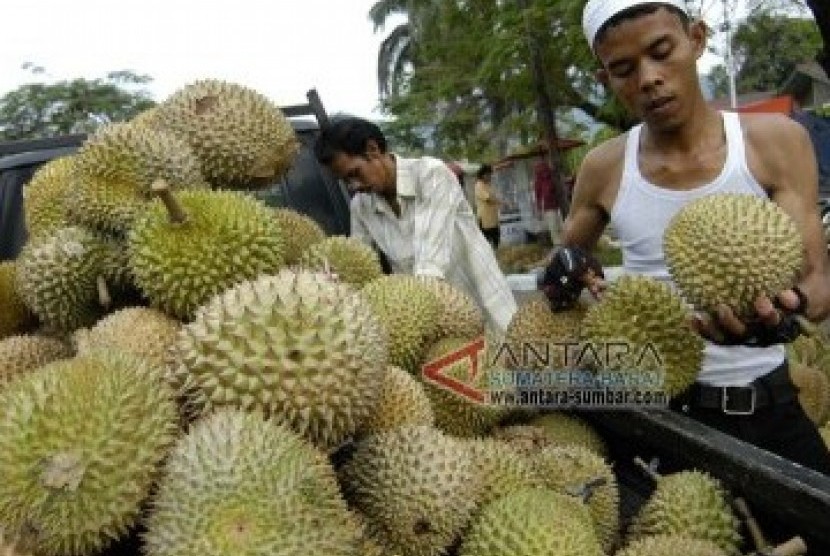 Panen Durian. (ilustrasi).