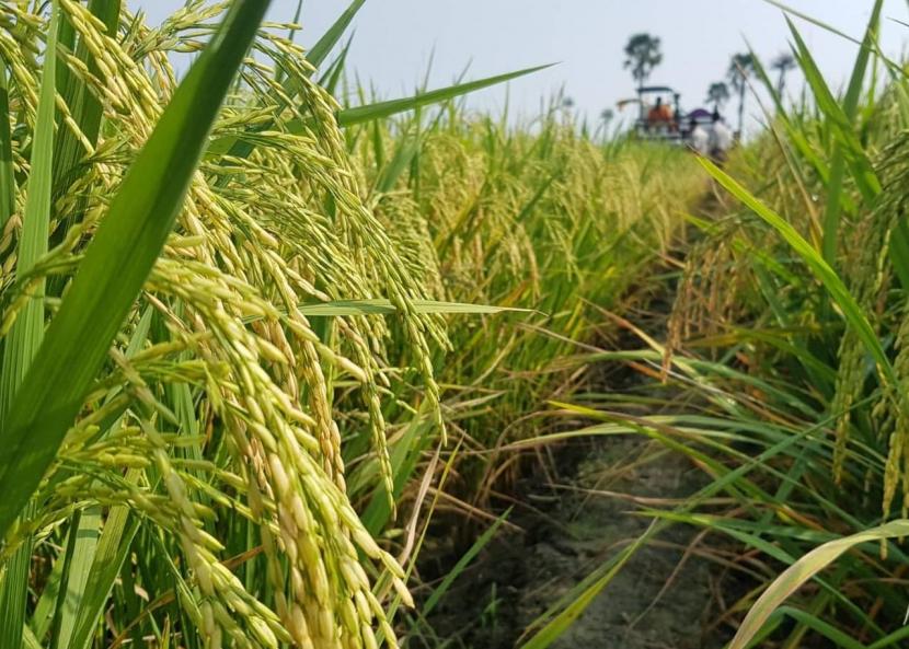 Maluku siap tangani stunting salah satunya melalui pengembangan produksi benih padi.