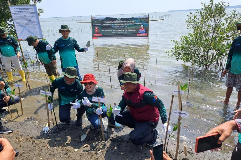 Manajemen Pertamina Project Balongan PT KPI bersama Bupati Indramayu, Nina Agustina, menanam 55 ribu batang pohon mangrove di pesisir Pantai Tiris, Desa Pabean Ilir, Kecamatan Pasekan, Kabupaten Indramayu, Jumat (1/9/2023).