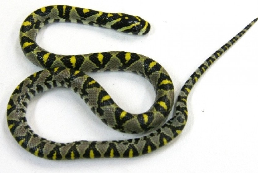 Mandarin rat snake