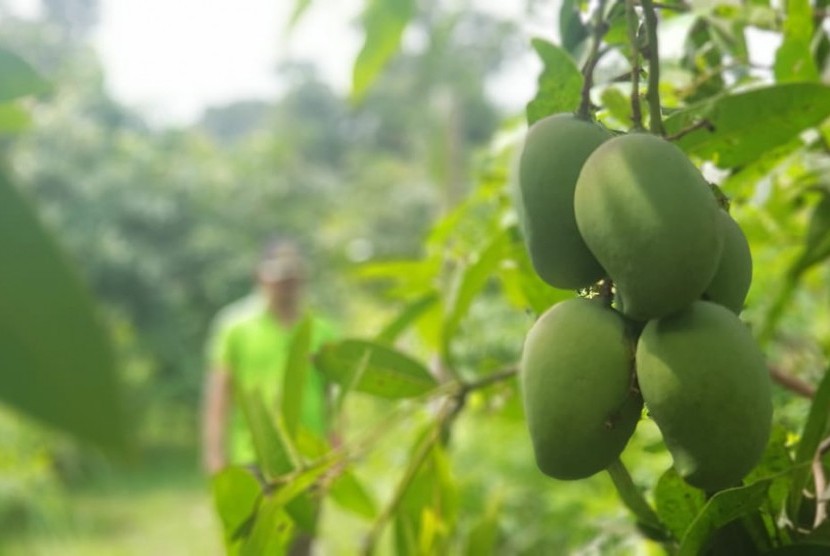 Mangga arumanis Rembang.