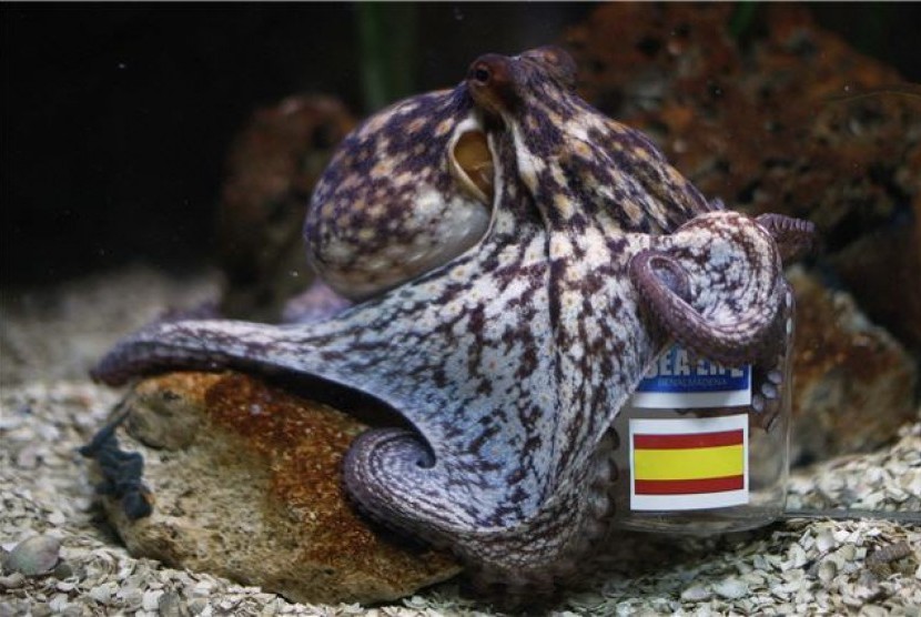 Manolo, gurita peramal asal Spanyol, memilih ikan sarden yang berada dalam tempat berbendera Spanyol di akuarium Sealife Benalmadena, Benalmadena, Malaga, Spanyol, pada Jumat (8/6). 