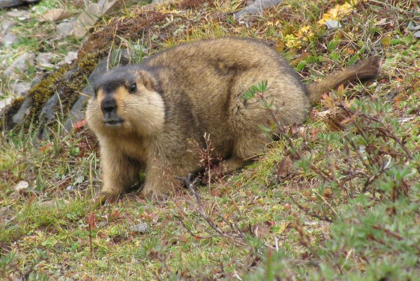 Marmot. ilustrasi