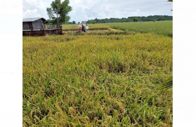 Marsel Nagung, salah satu Penyuluh Pertanian yang mengawal Petani di Kabupaten Manggarai, NTT berhasil membuat wilayahnya menjadi salah satu daerah dengan total panen 21.260 hektar dan produktivitas mencapai 6,26 per ton/ha.